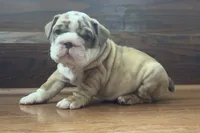 Joey, a male English Bulldog for sale in Massillon, OH – 4 of 5