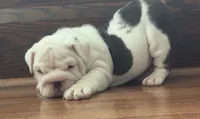 Jasper, a male English Bulldog for sale in Massillon, OH – 6 of 8