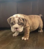 Joey, a male English Bulldog for sale in Massillon, OH – 3 of 4
