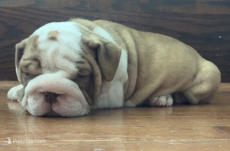 Jace – English Bulldog puppy for sale in Massillon, OH