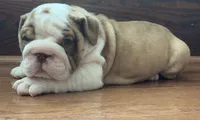 Jace, a male English Bulldog for sale in Massillon, OH – 7 of 7