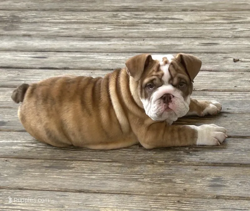 Joey – English Bulldog puppy for sale in Massillon, OH