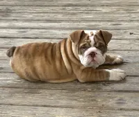 Joey, a male English Bulldog for sale in Massillon, OH – 5 of 6