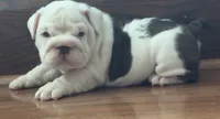 Jasper, a male English Bulldog for sale in Massillon, OH – 4 of 8