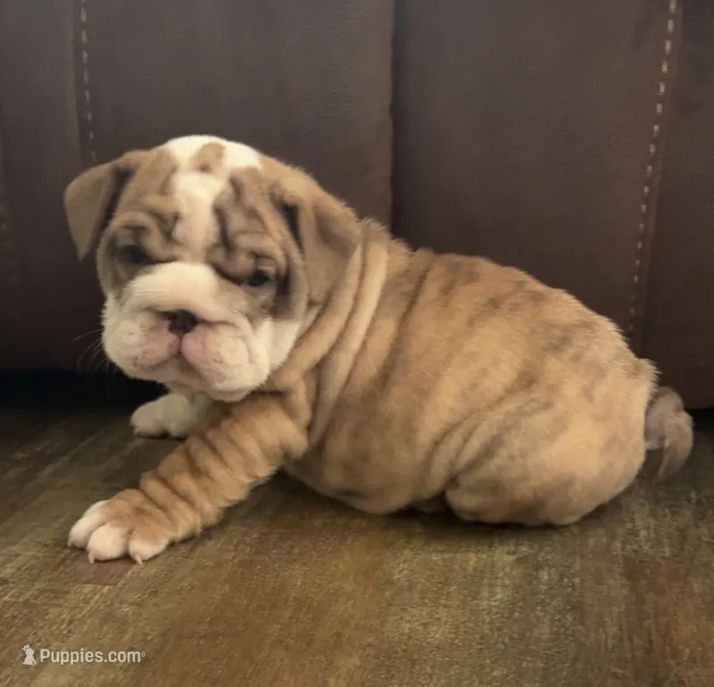 Joey – English Bulldog puppy for sale in Massillon, OH