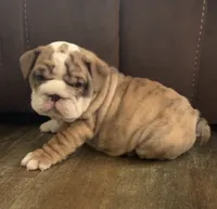 Joey, a male English Bulldog for sale in Massillon, OH – 1 of 4