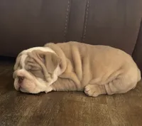 Jared, a male English Bulldog for sale in Massillon, OH – 2 of 4