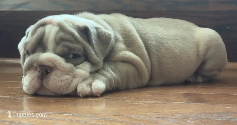 Jared – English Bulldog puppy for sale in Massillon, OH