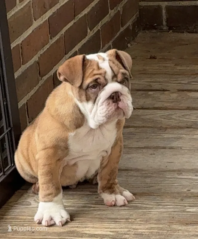 Joey – English Bulldog puppy for sale in Massillon, OH