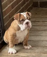 Joey, a male English Bulldog for sale in Massillon, OH – 1 of 6