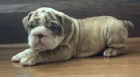 Joey, a male English Bulldog for sale in Massillon, OH – 1 of 5