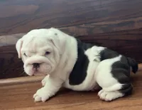 Jasper, a male English Bulldog for sale in Massillon, OH – 8 of 8