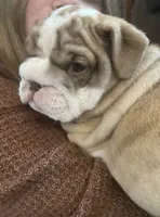Joey, a male English Bulldog for sale in Massillon, OH – 4 of 4