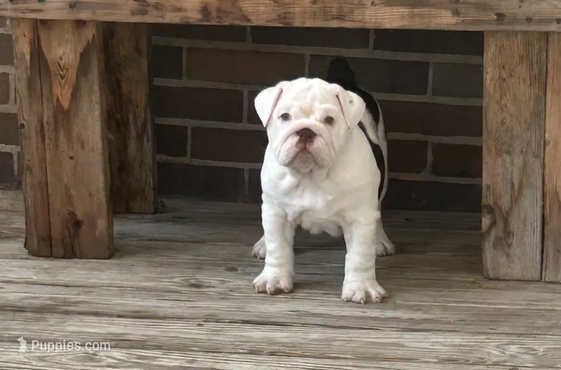 Jasper – English Bulldog puppy for sale in Massillon, OH