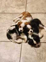 Lunchable Munchable, a male Cavalier King Charles Spaniel for sale in Hamilton, AL – Photo 2 of 2