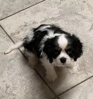 Lunchable Munchable, a male Cavalier King Charles Spaniel for sale in Hamilton, AL – Photo 1 of 2
