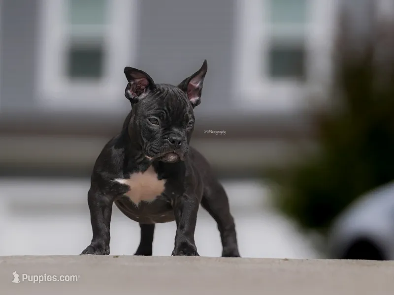 Dusa – American Bully puppy for sale in Indianapolis, IN