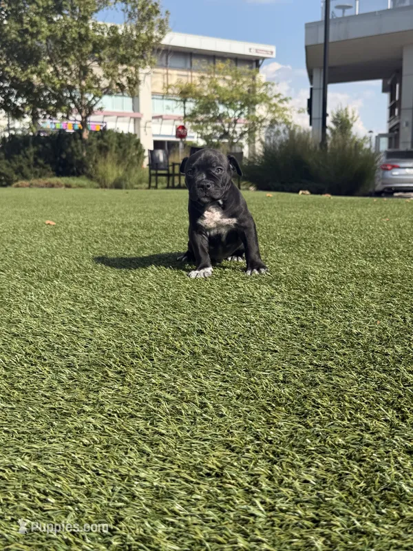 JK’s eVo – American Bully puppy for sale in Indianapolis, IN