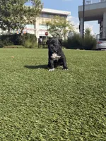 JK’s eVo, a male American Bully for sale in Indianapolis, IN – 1 of 2