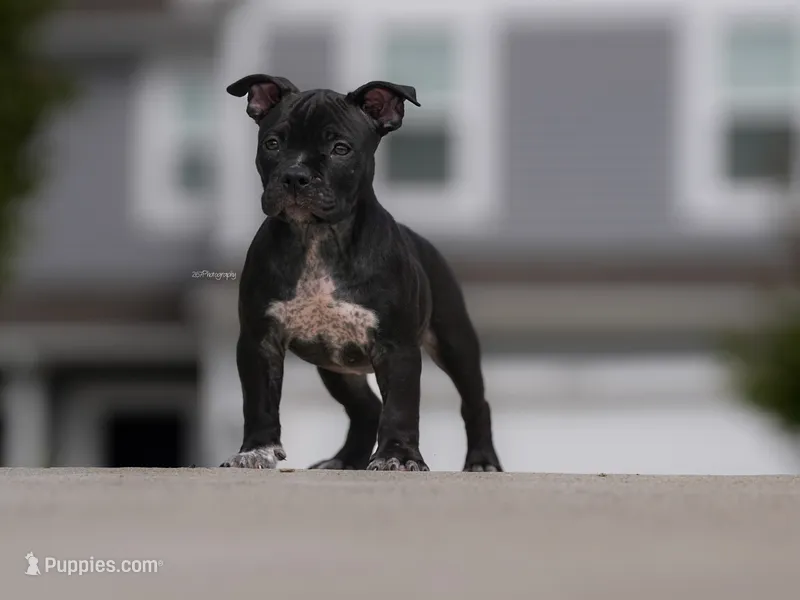 eVo  – American Bully puppy for sale in Indianapolis, IN