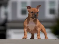 Zypher, a male American Bully for sale in Indianapolis, IN – 1 of 1