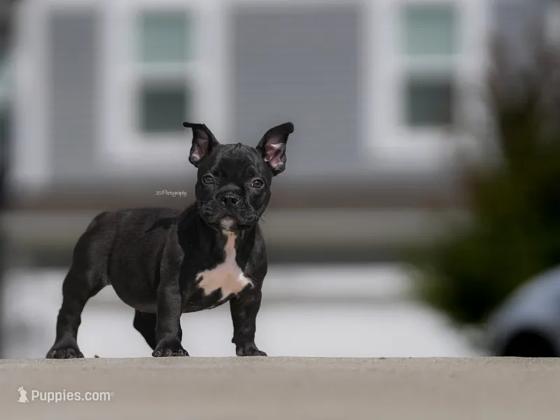 Veena – American Bully puppy for sale in Indianapolis, IN