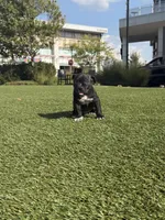 JK’s eVo, a male American Bully for sale in Indianapolis, IN – 2 of 2