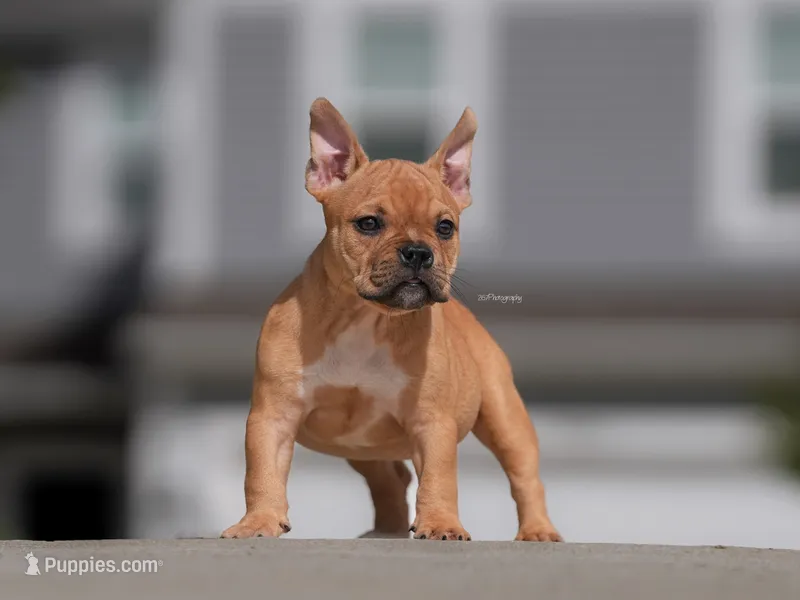 Nami – American Bully puppy for sale in Indianapolis, IN