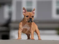 Nami, a female American Bully for sale in Indianapolis, IN – 1 of 1