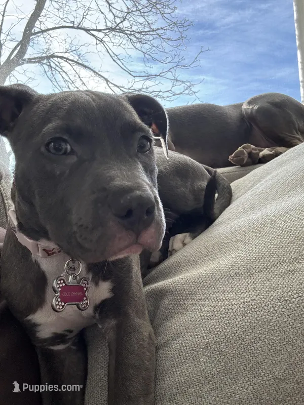 Coco Chanel – American Pit Bull Terrier puppy for sale in Kalispell, MT