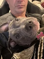 Coco Chanel, a female American Pit Bull Terrier for sale in Kalispell, MT – Photo 2 of 6