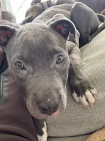 Coco Chanel, a female American Pit Bull Terrier for sale in Kalispell, MT – Photo 3 of 6