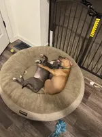 Coco Chanel, a female American Pit Bull Terrier for sale in Kalispell, MT – Photo 6 of 6