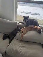 Coco Chanel, a female American Pit Bull Terrier for sale in Kalispell, MT – Photo 5 of 6