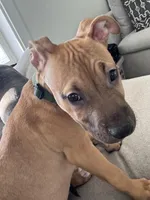 Bruiser, a male American Pit Bull Terrier for sale in Kalispell, MT – Photo 4 of 6