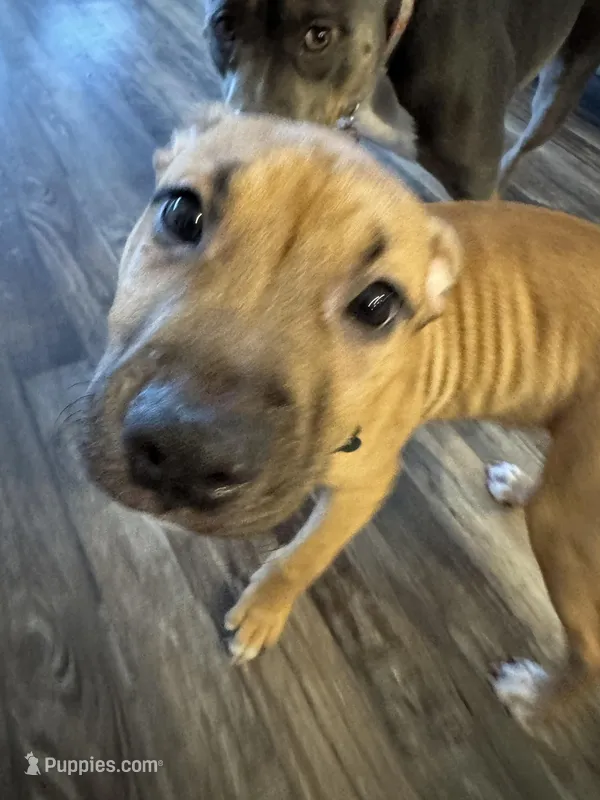 Bruiser – American Pit Bull Terrier puppy for sale in Kalispell, MT