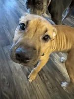 Bruiser, a male American Pit Bull Terrier for sale in Kalispell, MT – Photo 1 of 6