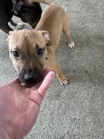 Bruiser, a male American Pit Bull Terrier for sale in Kalispell, MT – Photo 3 of 6