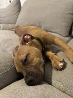 Bruiser, a male American Pit Bull Terrier for sale in Kalispell, MT – Photo 5 of 6