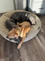 Bruiser, a male American Pit Bull Terrier for sale in Kalispell, MT – Photo 6 of 6