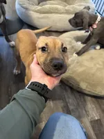 Bruiser, a male American Pit Bull Terrier for sale in Kalispell, MT – Photo 2 of 6