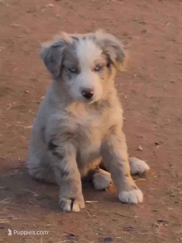 Fritos,  Red merle male