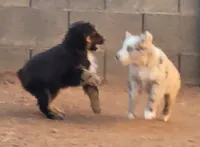 Fritos,  Red merle male, a male Australian Shepherd for sale in Snowflake, AZ – Photo 5 of 8