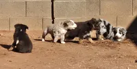 Fritos,  Red merle male, a male Australian Shepherd for sale in Snowflake, AZ – Photo 3 of 8