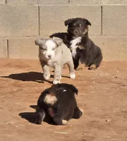 Fritos,  Red merle male, a male Australian Shepherd for sale in Snowflake, AZ – Photo 2 of 8