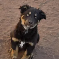 Snuggles, a female Australian Shepherd for sale in Snowflake, AZ – Photo 4 of 4