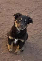 Snuggles, a female Australian Shepherd for sale in Snowflake, AZ – Photo 4 of 4