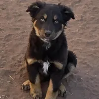 Snuggles, a female Australian Shepherd for sale in Snowflake, AZ – Photo 3 of 4