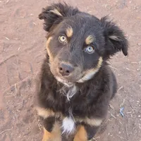 Snuggles, a female Australian Shepherd for sale in Snowflake, AZ – Photo 1 of 4