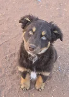 Snuggles, a female Australian Shepherd for sale in Snowflake, AZ – Photo 1 of 4